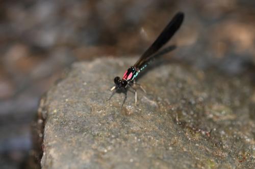 Heliocypha fenestrata